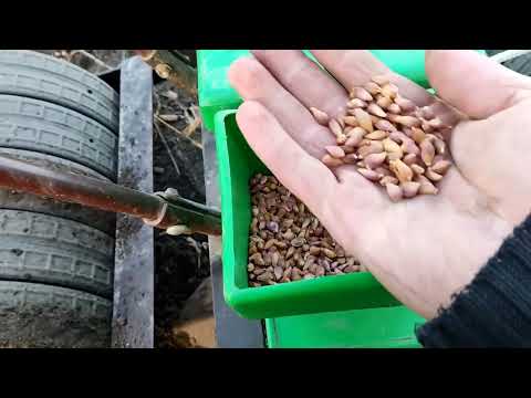 Видео: высев и посадка чеснока