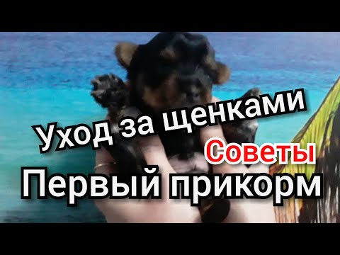 Видео: Уход за Щенками Йорка / Чем и как Кормить.  Первый Прикорм / Когда делать Прививки / Советы