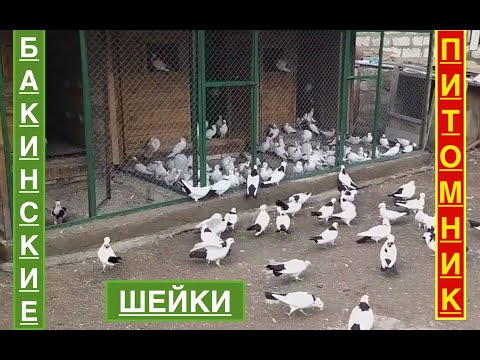 Видео: Бакинские шейки Джалилова Эльшада!