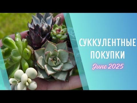 Видео: Распаковка суккулентов 🌱 Июнь 2025