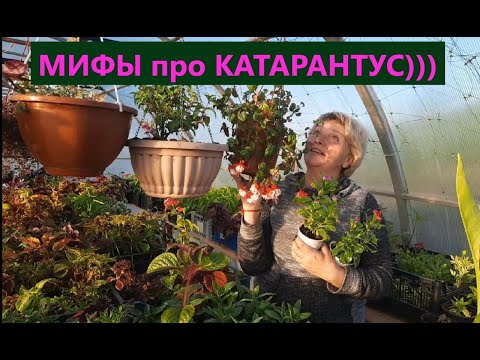 Видео: Мифы про катарантус. Все  опровержения основаны на моем опыте. Вы можете не согласиться.