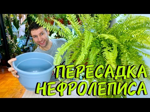 Видео: ПЕРЕСАДКА ПАПОРОТНИКА НЕФРОЛЕПИСА / ОТДЕЛЯЕМ ДЕТОК / СЪЕМКА НА 2камеры