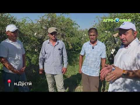 Видео: 🌳Боғ доред? Ҳоло вақти он аст, ки барои ҳосили оянда замина гузоред. 📺 ##агроолам