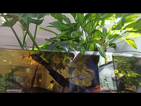 Видео: И снова здравствуйте!