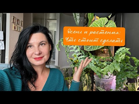 Видео: Осень и комнатные растения: что стоит сделать сейчас 