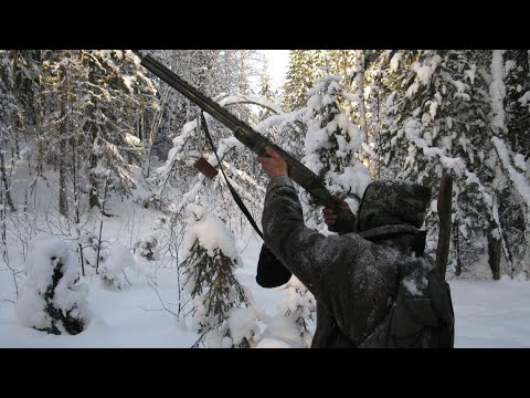 Видео: Охота на соболя.