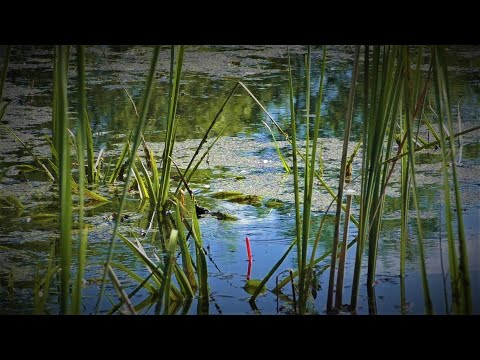 Видео: ПОПАЛ В ЛОГОВО ОГРОМНЫХ ДИКИХ КАРАСЕЙ!!!