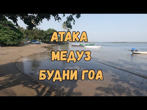 Видео: Будни в Гоа : Давлю медуз на пляже, молчу в красивом храме.