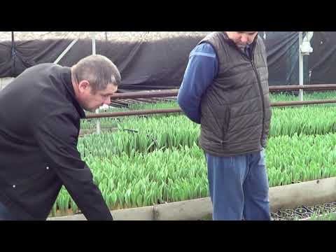 Видео: Выгонка тюльпанов. Теплицы наших клиентов 8