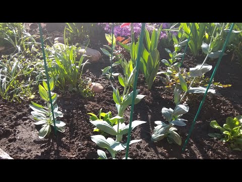 Видео: Эустома. Высаживаю рассаду эустомы на клумбы. Подведение итогов рассадного сезона 2019