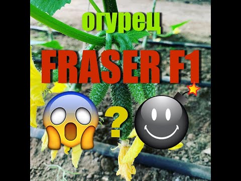Видео: Огурец FRASER от компании SAKATA