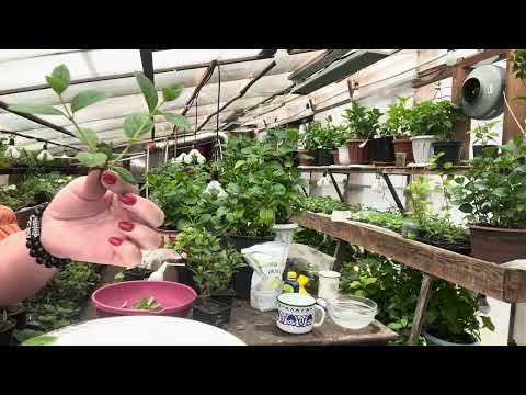 Видео: Как нарезать черенки из р9. Комбинированный и зелёным. 15.04