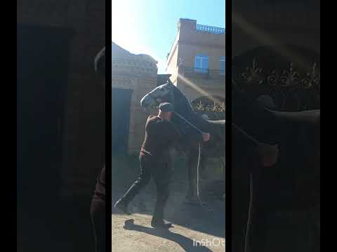 Видео: Продажа Орловцев