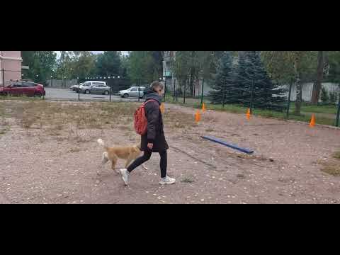 Видео: ОКД Экзамен (90 баллов, 1 степень). Общий курс дрессировки. Метис Майло