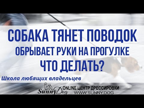 Видео: Собака тянет поводок. Вырывает руки на прогулке. Что делать?