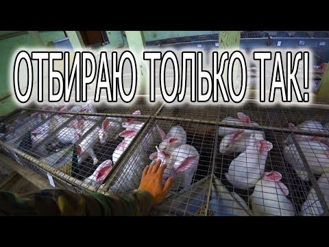 Видео: ПОСТОЯННЫЙ ОТБОР КРОЛИКОВ,  ОТ СУТОК ДО РАБОЧИХ САМОК