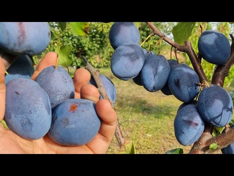 Видео: 🌞 Кінець сезону, а врожай тільки починається! Найсолодша пізня слива!