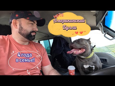 Видео: Американский Булли, лучшего друга у вас не будет.
