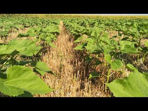 Видео: Подсолнух после озимого ячменя в 2021 году. второй урожай.