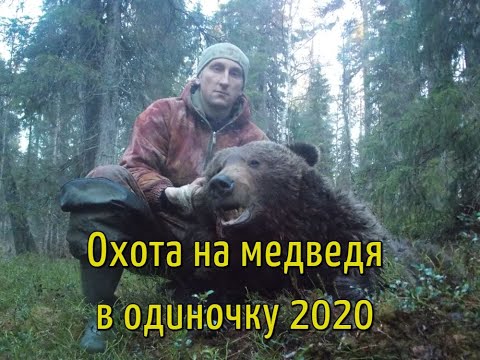 Видео: Удачная охота на медведя с лайками(в одиночку) 2020г.Трудовой медведь!