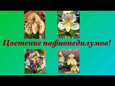 Видео: Цветение моих пафиопедилумов! Paphiopedilum orchids in bloom!