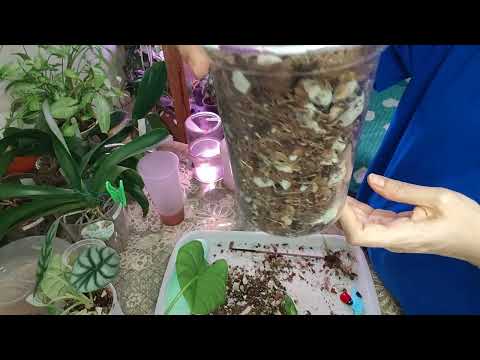 Видео: Большая пересадка разномастных растений.