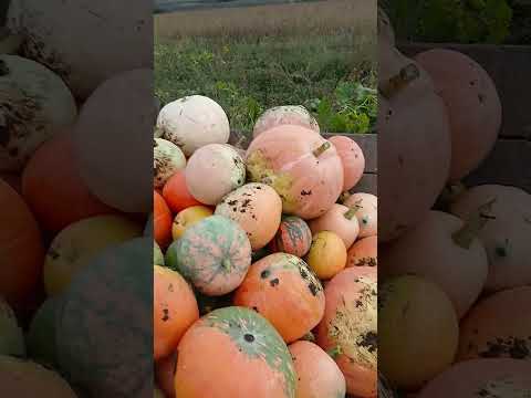 Видео: Гарбузи забираємо з города.