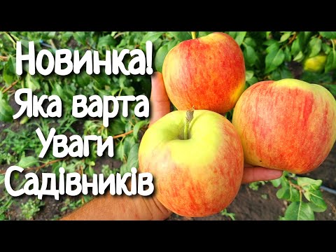 Видео: Один з найкращих сортів на серпень .Яблуко Целесте.