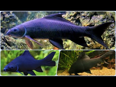 Видео: Аквариумная рыбка Чёрный Лабео Содержание Разведение