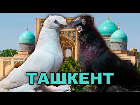 Видео: Выставка в Ташкенте 28.05.2023! Двухчубые голуби. Tauben. Pigeons. Palomas. Pombos. 비둘기.