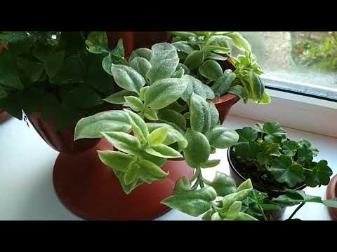 Видео: Обзор комнатных растений.