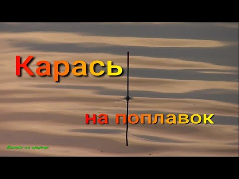 Видео: Карась на поплавок.#рыбалка #фидер #карась