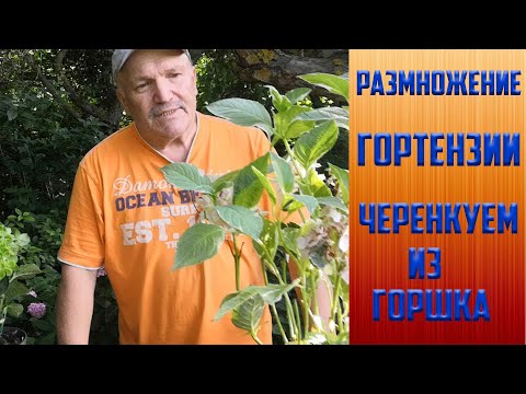 Видео: Размножение гортензии. Черенкуем из горшка.