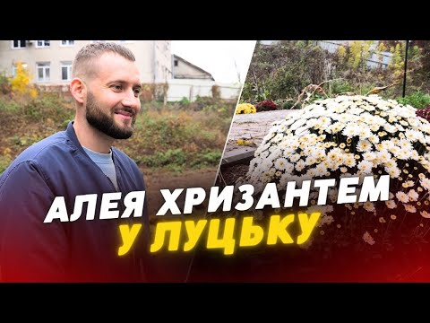 Видео: КВІТКОВА АЛЕЯ у Луцьку 🌸 😍Екоактивіст ВЛАСНОРУЧ висадив хризантеми та дерева у місті