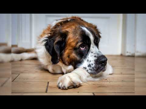 Видео: Сенбернар. Плюсы и минусы, Цена, Как выбрать, Факты, Уход, История