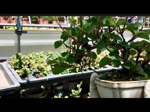 Видео: Кинказан калина бонсай, стоимость которого неожиданно возрастает