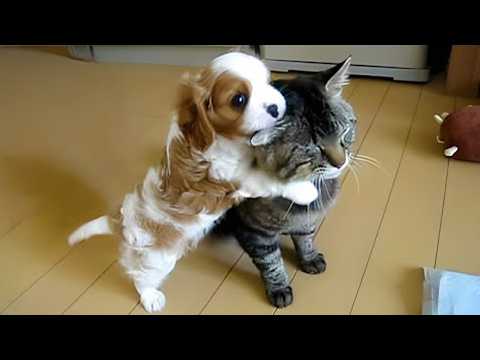 Видео: Кошки, которые не ожидали увидеть щенков в первый раз! 😻 Милейшие видео с животными!
