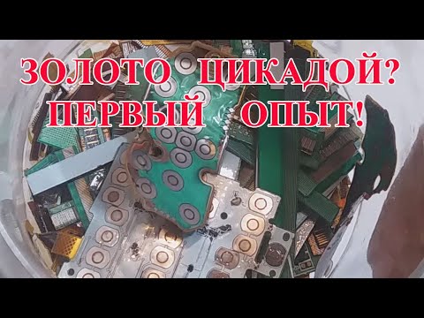 Видео: СМЫВКА ПОЗОЛОТЫ  "ЗОЛОТОЙ ЦИКАДОЙ". ПЕРВЫЙ ОПЫТ!
