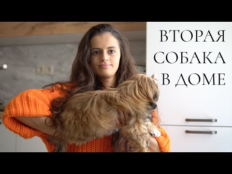 Видео: Мы купили щенка! Вторая собака в доме | Реакция Дыни, первые дни, ревность, адаптация | Ши-тцу