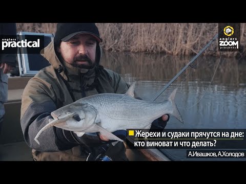 Видео: Жерехи и судаки прячутся на дне: кто виноват и что делать? А. Ивашков, А.Холодов. Anglers Practical