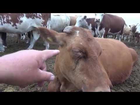 Видео: Как вылечить скот от бельма! Наш способ лечения!