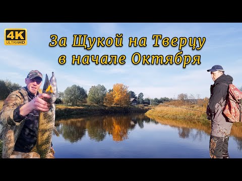Видео: За Щукой на Тверцу в начале Октября. Рыбалка с дядей Федей