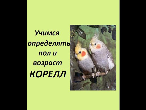 Видео: Определение пола и возраста корелл. Половой диморфизм корелл.