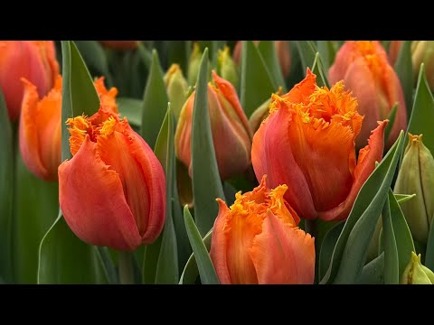 Видео: 21.02 Огляд тюльпанів до 8 березня🌷 Теплиця Черкаси🏡 Вигонка тюльпанів💐