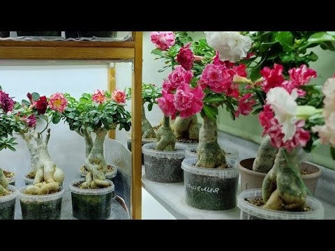 Видео: Прогулка по моему балкону. Весна, 2024🥰  #адениум  #цветы  #adenium  #flowers