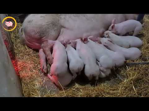 Видео: Відлучення поросят/Коли відлучати поросят від свиноматки