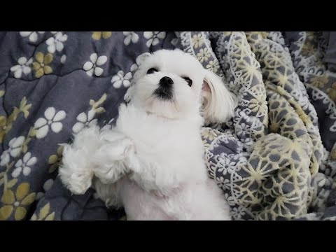 Видео: Щенок, который пугает и удивляет.