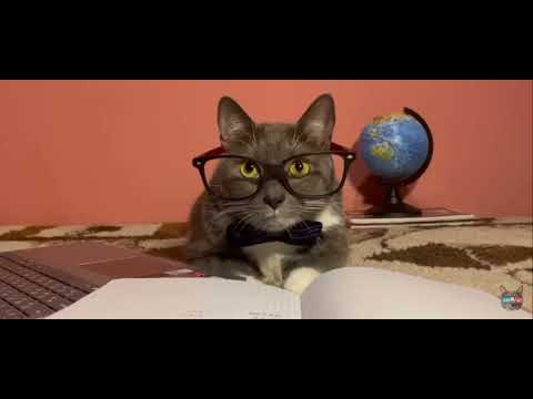 Видео: котинет 2 серия 2 сезон прятки в брукхевен