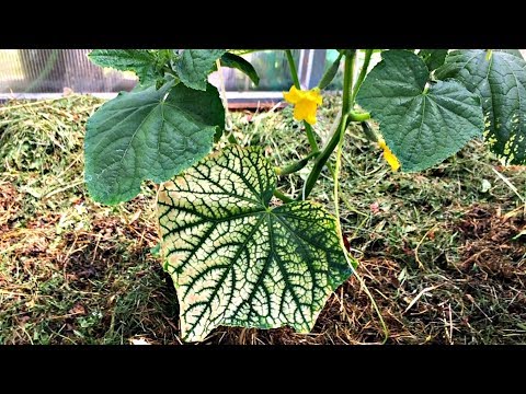 Видео: ОШИБКИ при МУЛЬЧИРОВАНИИ. Что НУЖНО ЗНАТЬ?