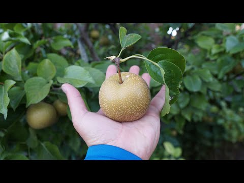 Видео: Азиатская груша Хосуи — дегустация — такая сочная и сладкая!